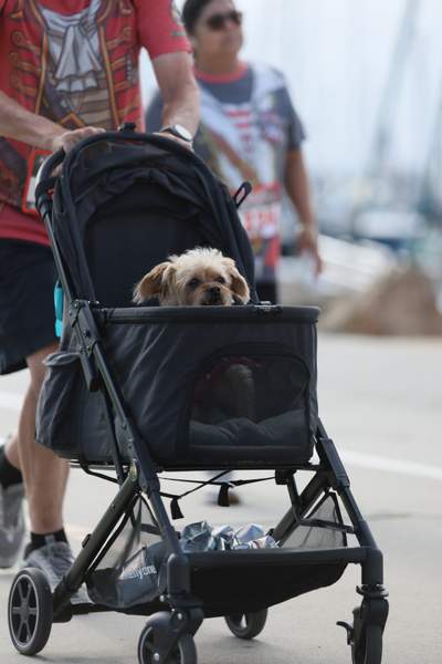 SoCal's Pirate's 5k/10k Run/Walk race photo
