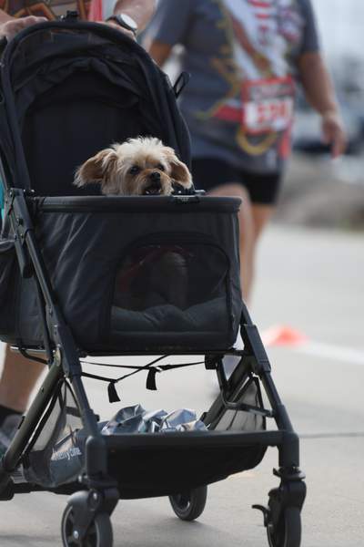 SoCal's Pirate's 5k/10k Run/Walk race photo