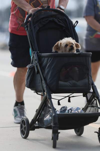 SoCal's Pirate's 5k/10k Run/Walk race photo
